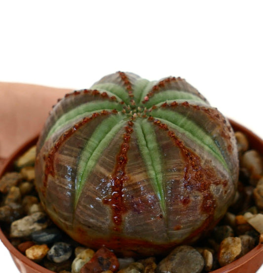 Euphorbia obesa sett fra siden i en potte med grus, som viser sin sfæriske form med grønne ribbede stjernemønstre som kontrasterer mot en purpurbrun overflate.