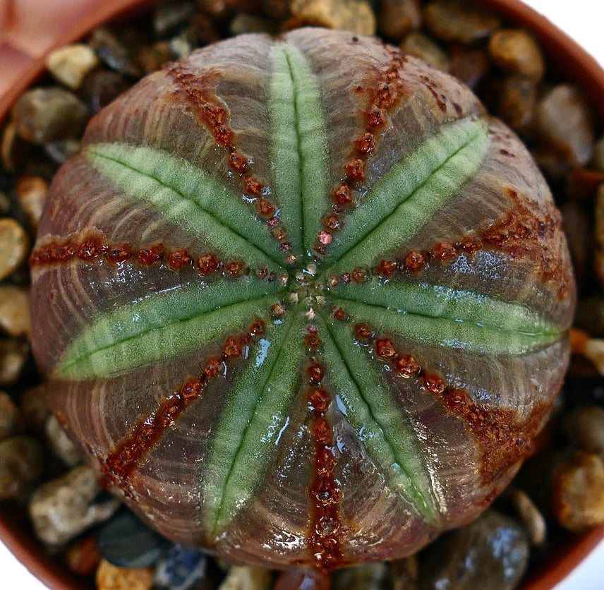 ユーホルビア　グリーンオベサ　コブ沢山 グリーンオベサ | RuPo 多肉植物専門店