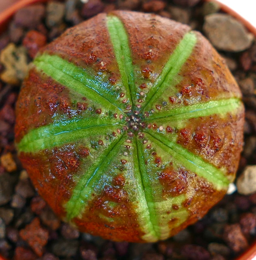 Toppvisning av Euphorbia obesa Green Star Shape med en rund, kuppelformet kropp som viser lysegrønne stjerneformede ribber mot en rødbrun overflate, plantet i en potte med vulkansk steinsubstrat.