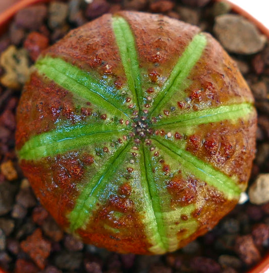 Toppvisning av Euphorbia obesa Green Star Shape med en rund, kuppelformet kropp som viser lysegrønne stjerneformede ribber mot en rødbrun overflate, plantet i en potte med vulkansk steinsubstrat.