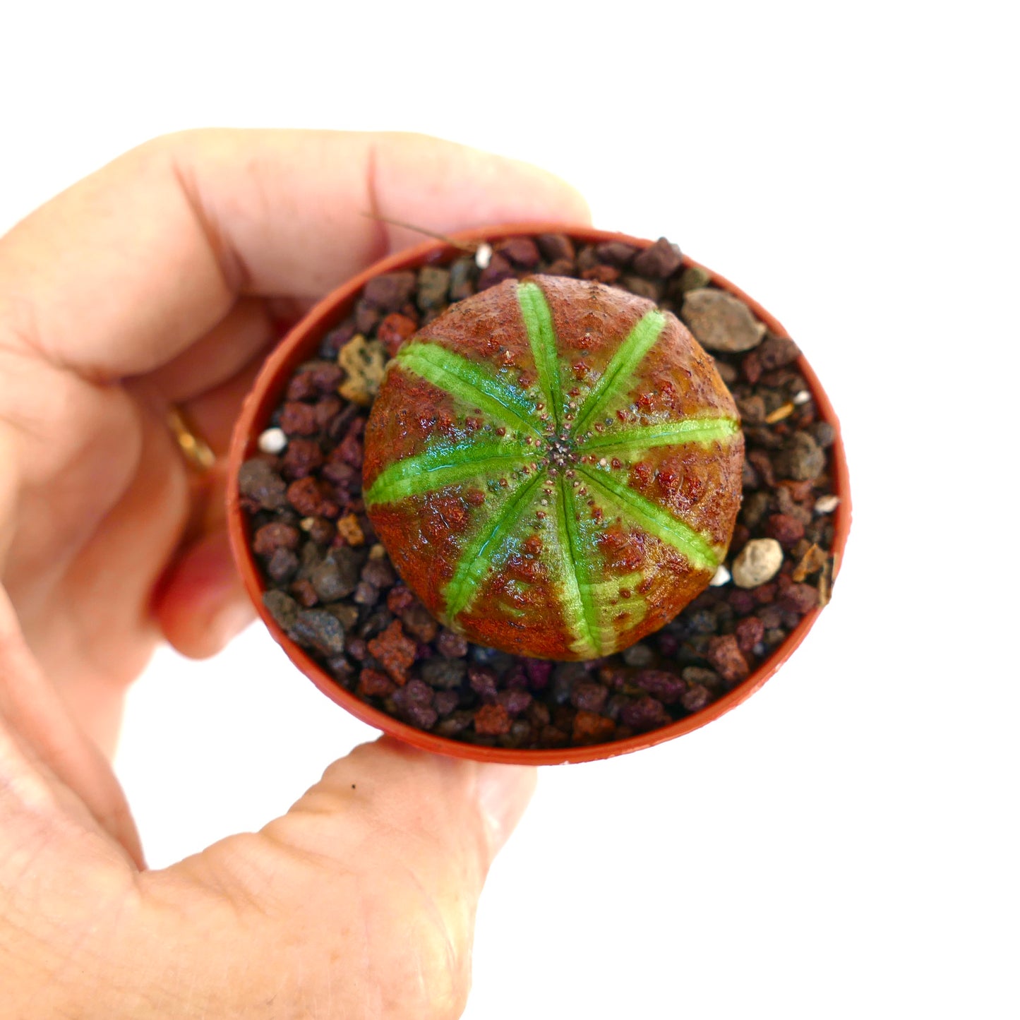 Hånd som holder en liten potte med Euphorbia obesa Green Star Shape, en kompakt sfærisk succulent med tydelige grønne stjerneformede ribber på en rødbrun kropp.