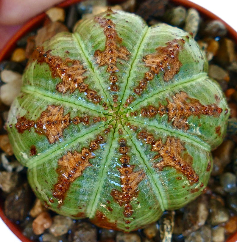 Toppvisning av Euphorbia obesa-kaktus, som viser dens ribbete sfæriske kropp med grønn hud og tydelige brune trekantede markeringer langs ribbene.