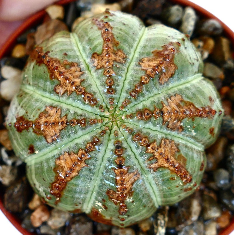Euphorbia obesa sett ovenfra, med fremheving av dens symmetriske segmenter med mønstrede brune flekker på grønne ribber.
