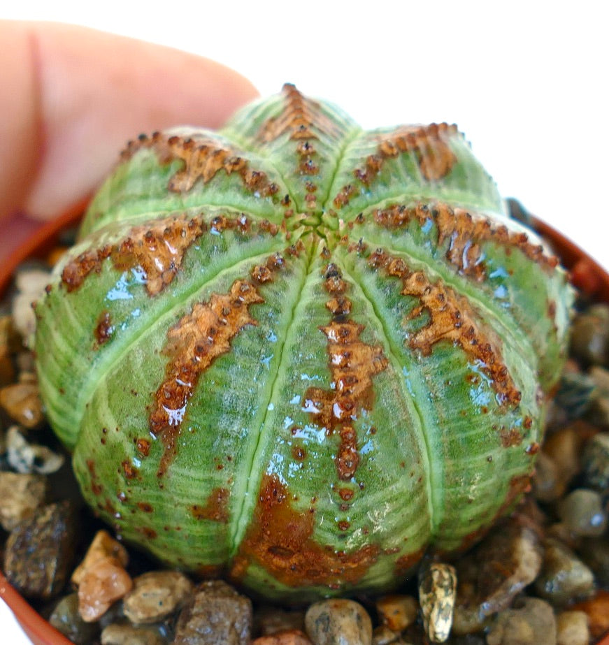 Sideprofil av Euphorbia obesa i en potte, som viser dens avrundede form med hevede ribber og vekslende grønn og brun farge.