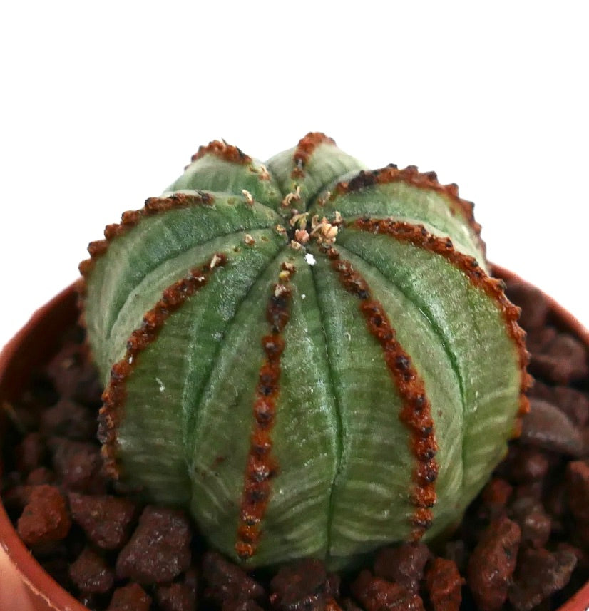 丸みを帯びたリブと茶色のテクスチャーラインが特徴のユーフォルビア・オベサ多肉植物サボテン