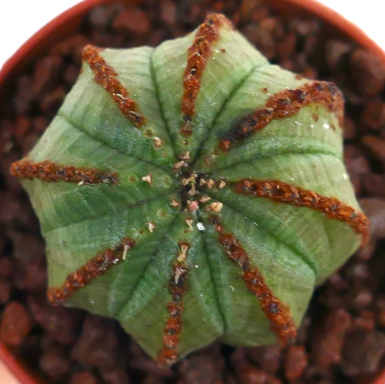 星形のリブと茶色の模様線が特徴のユーフォルビア・オベサ多肉植物