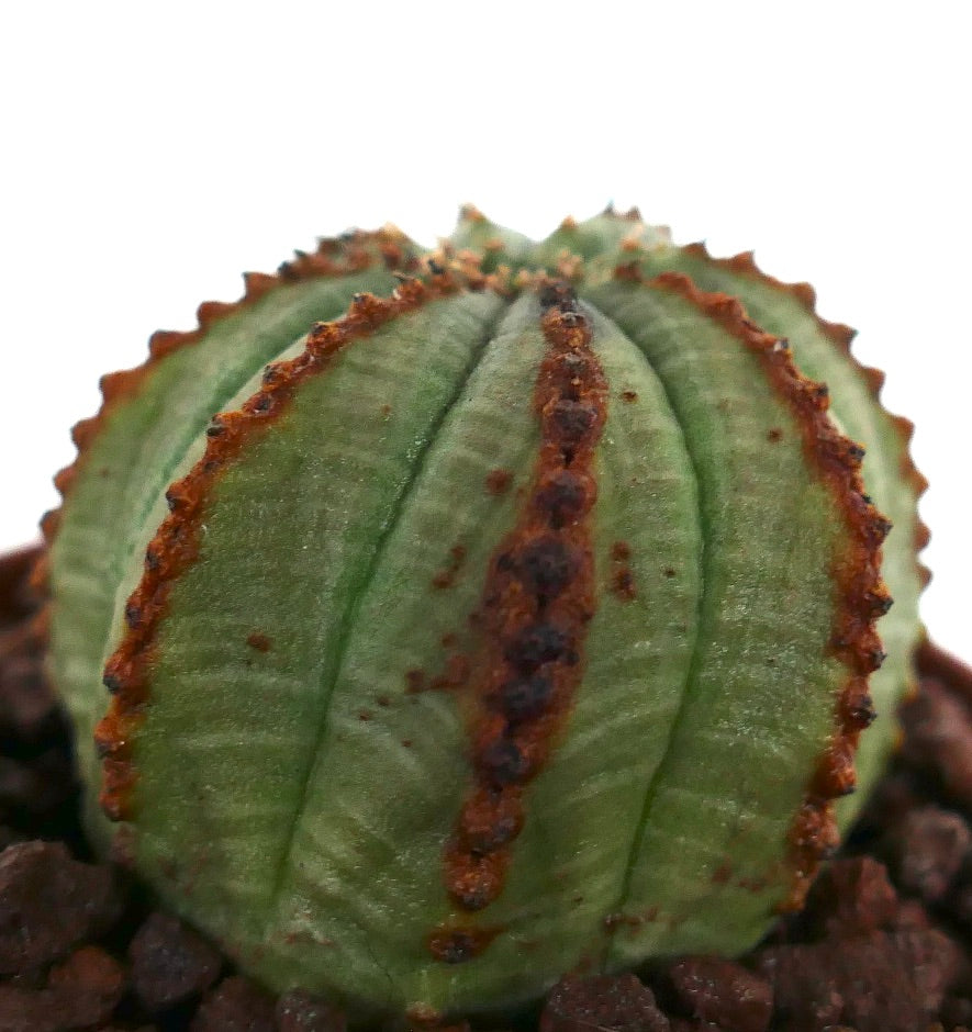 ユーフォルビア・オベサ 多肉植物のサボテン、緑色の星形と茶色の肋線模様