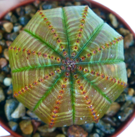 Euphorbia obesa Green Striata, rund ribbet sukkulent med lys grønn kropp og brune prikkete rifler, sett ovenfra i en potte med steiner.