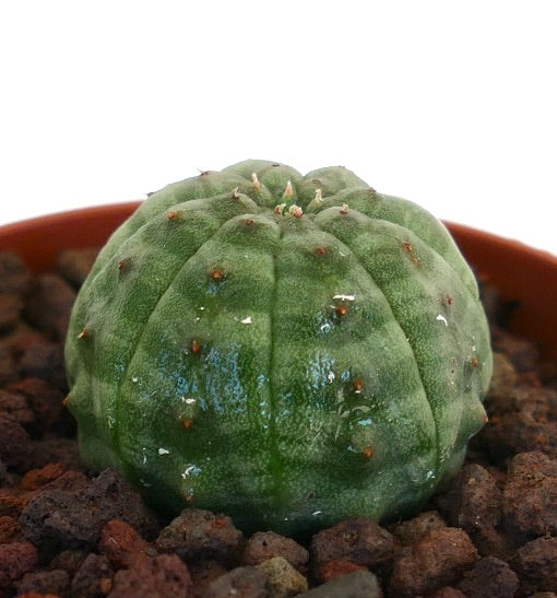 Euphorbia obesa sukkulent kaktus med avrundet ribbet kropp og små pigger i potte