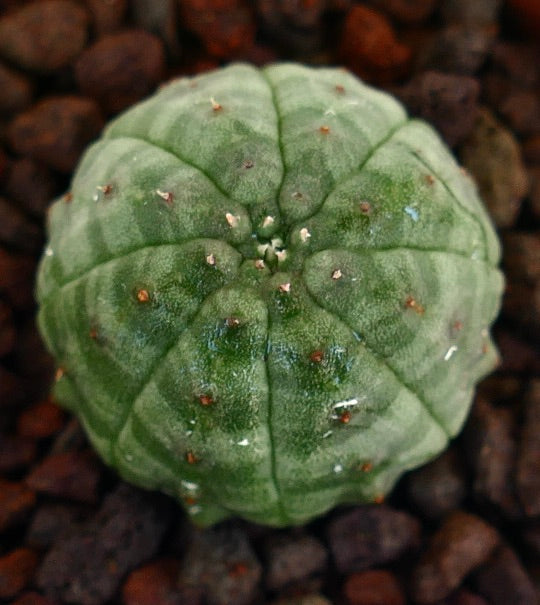 Euphorbia obesa sukkulent kaktus med avrundet, ribbet grønn kropp og små torner