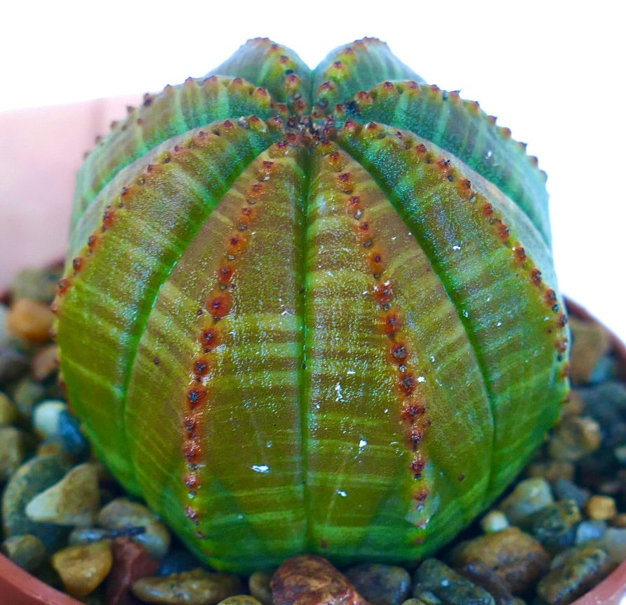 Nærbilde av Euphorbia obesa Green Striata, en kaktuslignende plante, livlig grønn ribbet sukkulent med striper og brune prikkede linjer, dekorativ stueplante i potte.
