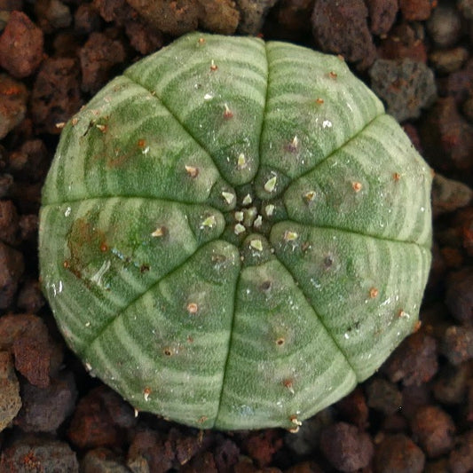 Euphorbia obesa sukkulent med grønt stripemønster og små torner på mørk jord