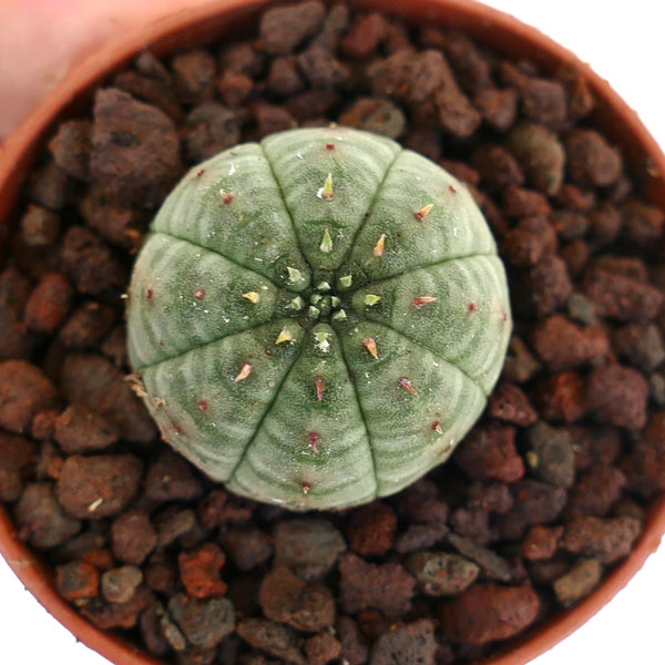 ユーフォルビア オベサ ユーフォルビア・オベサ | Botanical Archive | ユニークな多肉