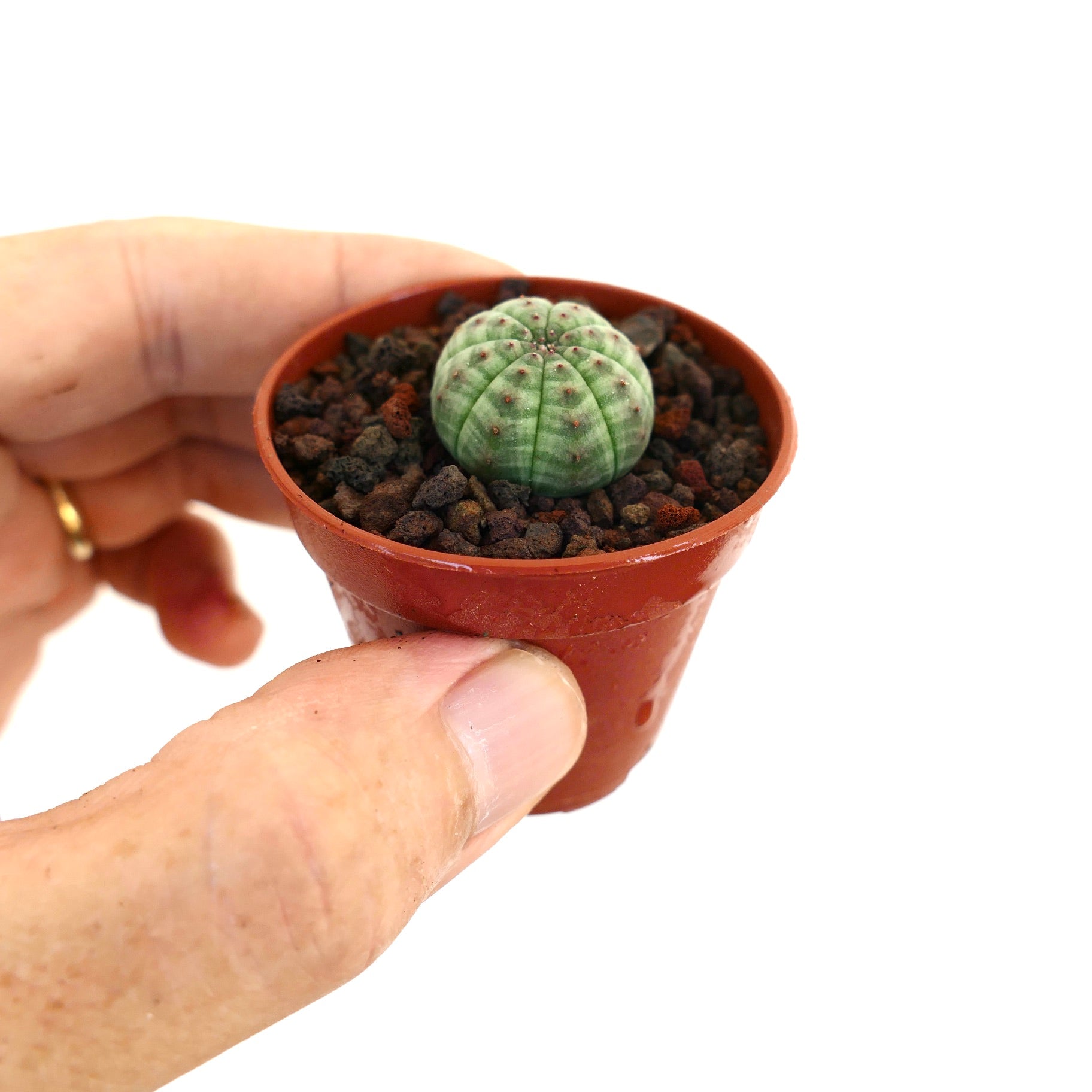 Euphorbia obesa liten sukkulent med avrundet ribbet grønn kropp og små brune prikker