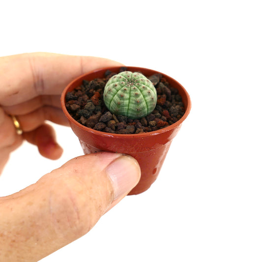 Euphorbia obesa liten sukkulent med avrundet ribbet grønn kropp og små brune prikker