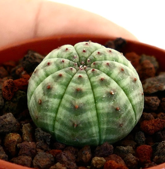 Euphorbia obesa sukkulent med avrundet ribbet kropp og små røde torner