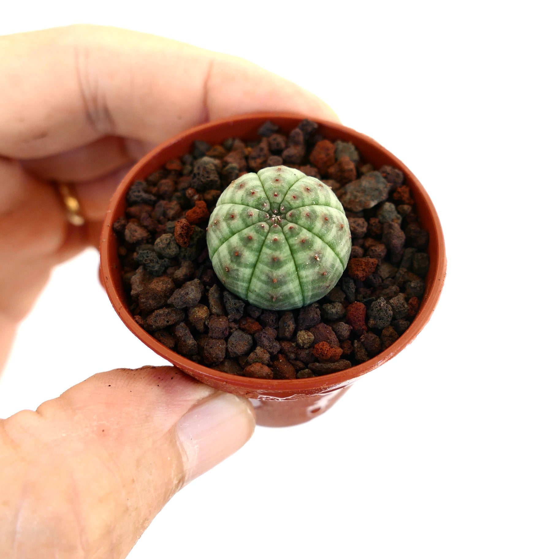 ユーフォルビア・オベサ | Botanical Archive | ユニークな