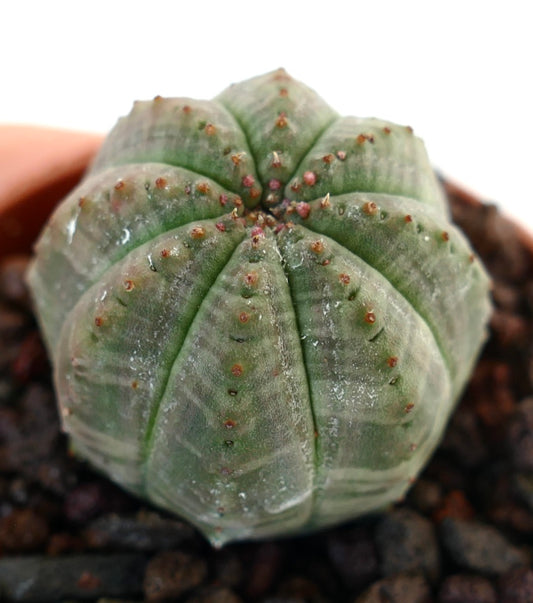 Euphorbia obesa succulent cactus with rounded ribbed body and small spines in pot