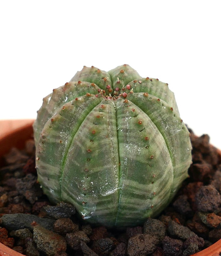 Euphorbia obesa succulenta con corpo arrotondato rigato verde e piccole spine