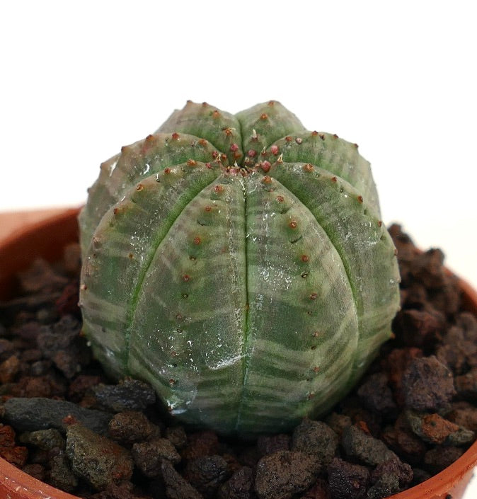 Euphorbia obesa, cactus succulento con motivo a strisce verdi e piccoli tubercoli marroni