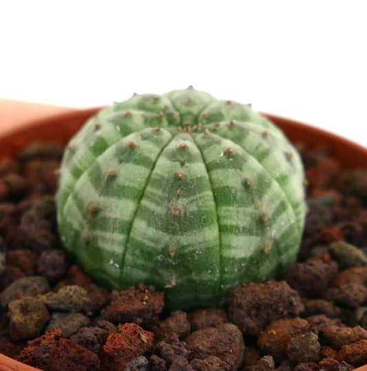 Euphorbia obesa succulent cactus with green striped pattern and small spines in pot