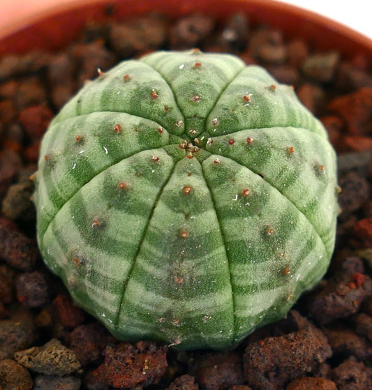 Euphorbia obesa succulent cactus with green striped rounded body and small spines