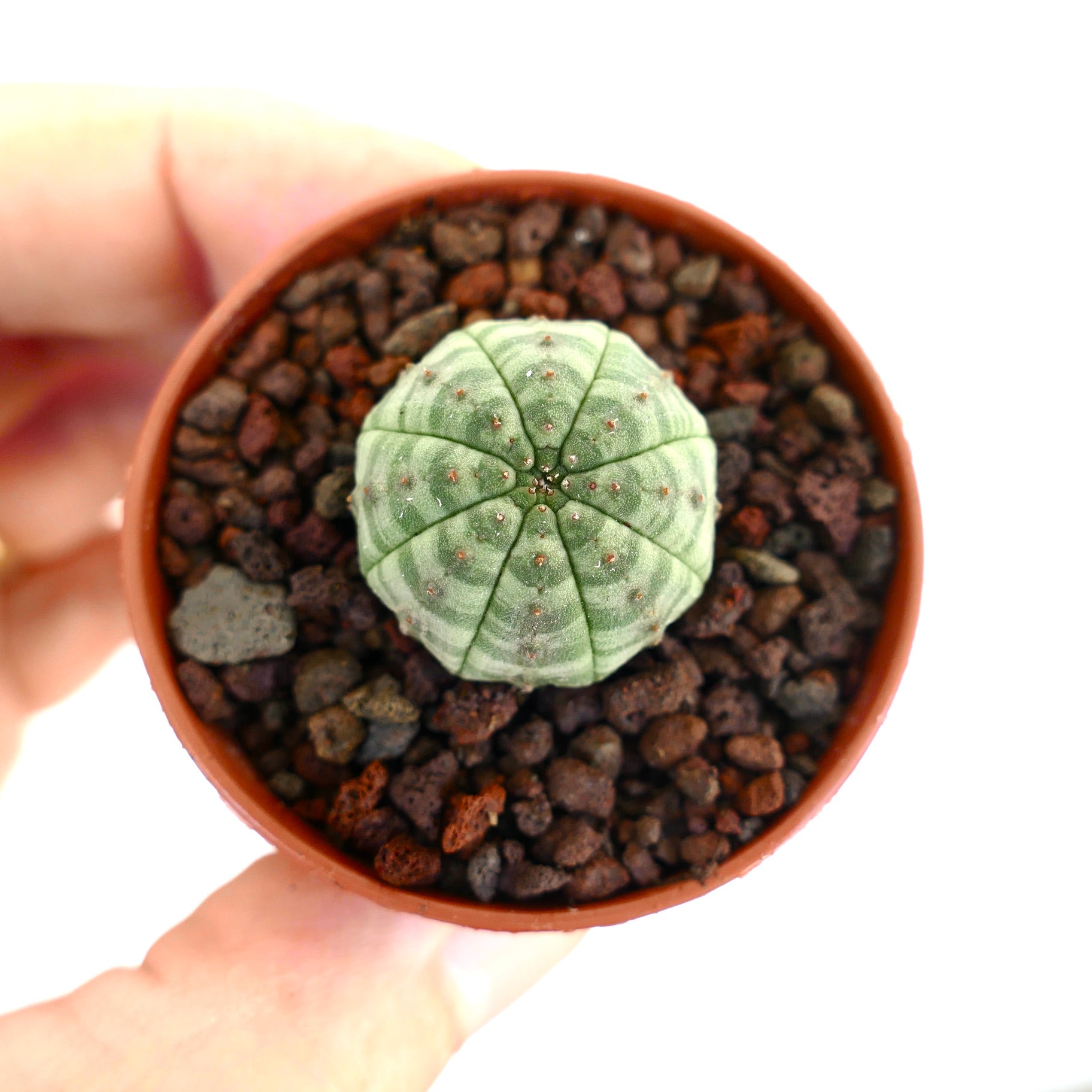 테라코타 화분에 담긴 초록 줄무늬가 있는 작은 둥근 유포르비아 오베사 다육식물