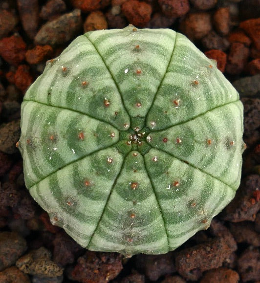 에우포르비아 오베사 다육식물, 녹색 줄무늬 패턴과 질감 있는 표면에 작은 가시가 있음