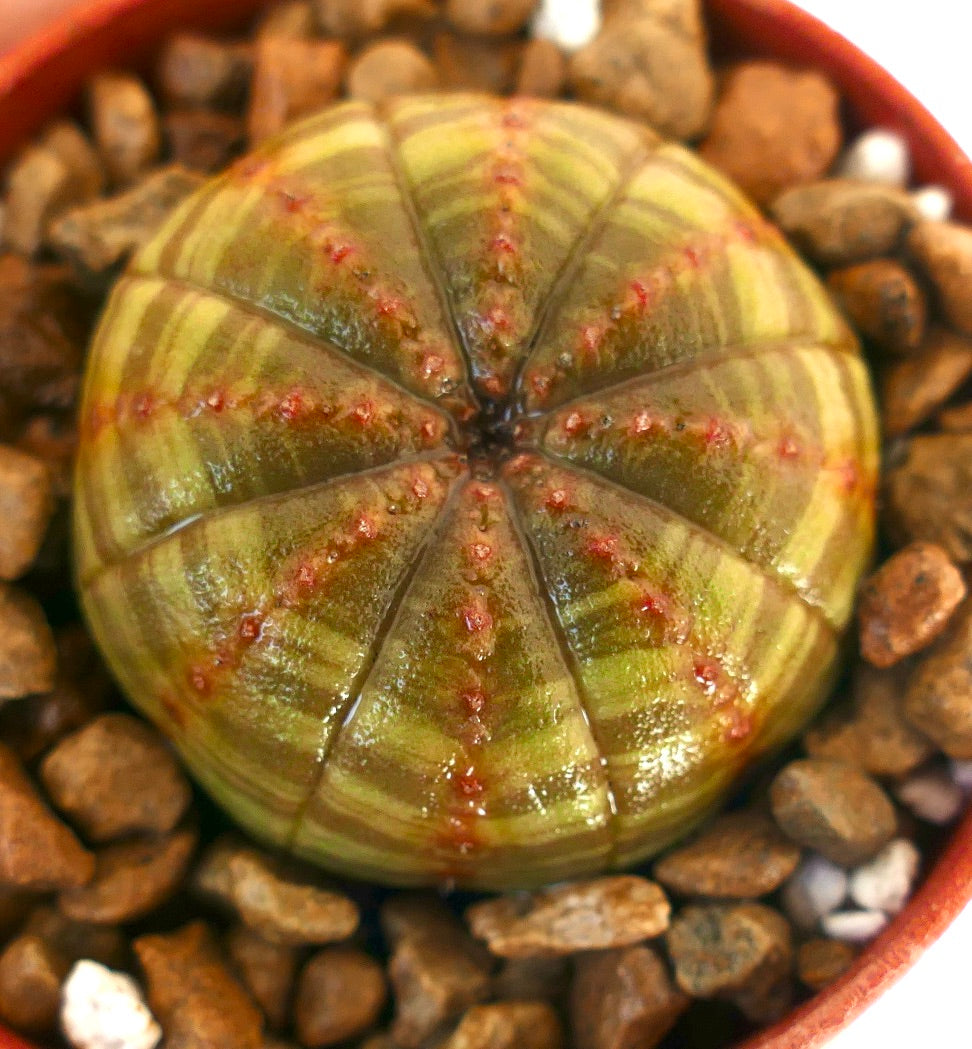 ユーフォルビア・オベサ | Botanical Archive | ユニークな多肉植物を