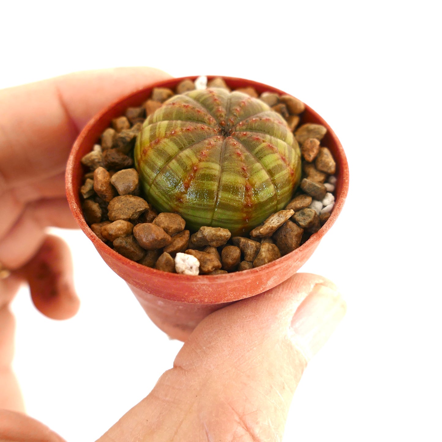 Euphorbia obesa sukkulent med grønnstripet, avrundet kropp og små røde tuberkler i potte
