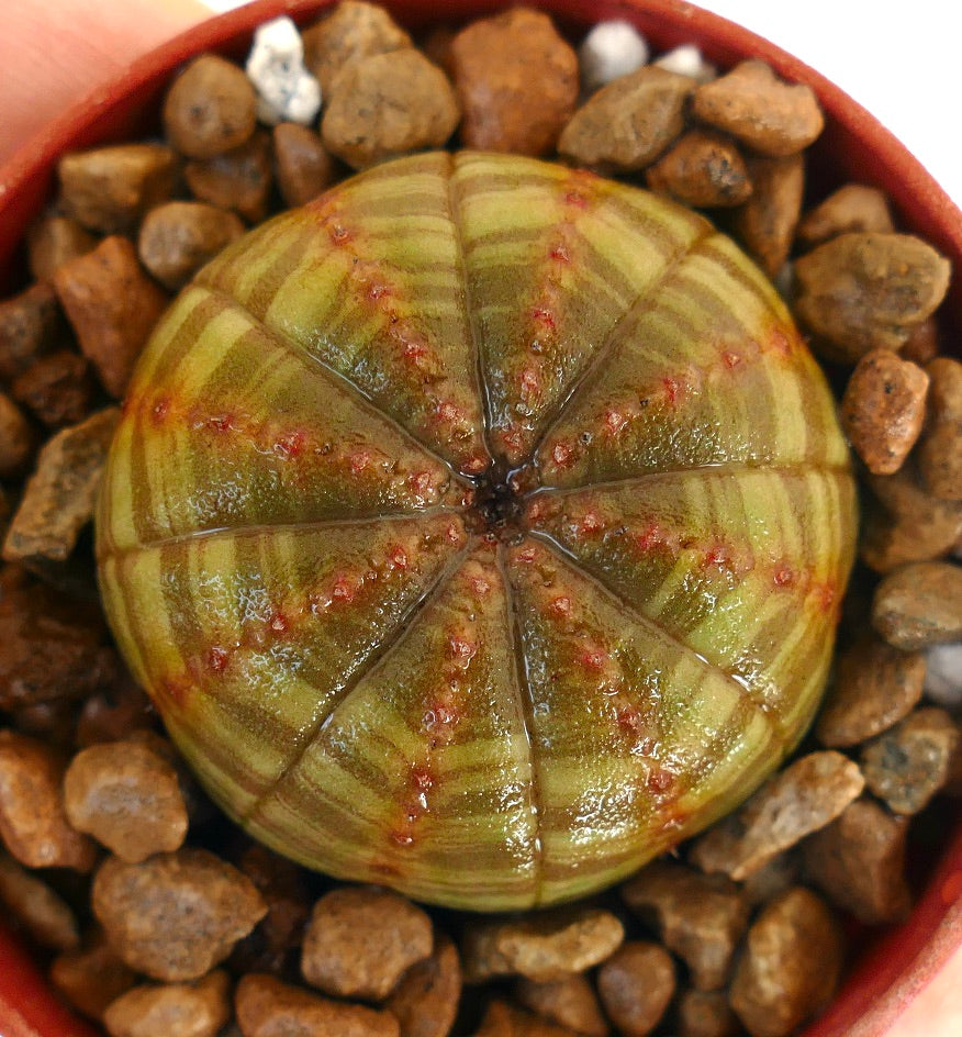 Euphorbia obesa sukkulent kaktus med grønnstripet, avrundet kropp og små røde knopper