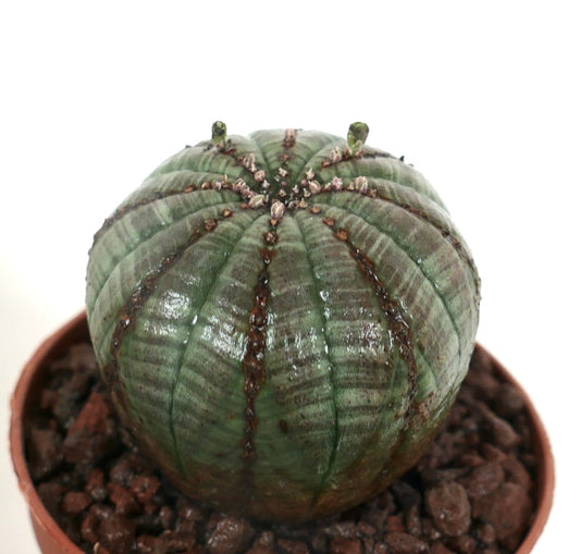 Euphorbia obesa sukkulent med avrundet ribbet kropp og subtil grønn variert farge i potte