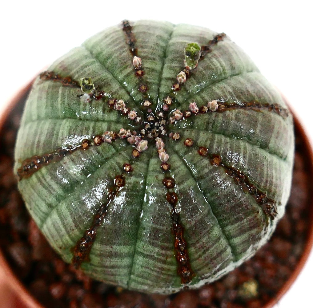 ユーフォルビア・オベサ 多肉植物、緑色の縞模様と上部に小さな芽生えがある