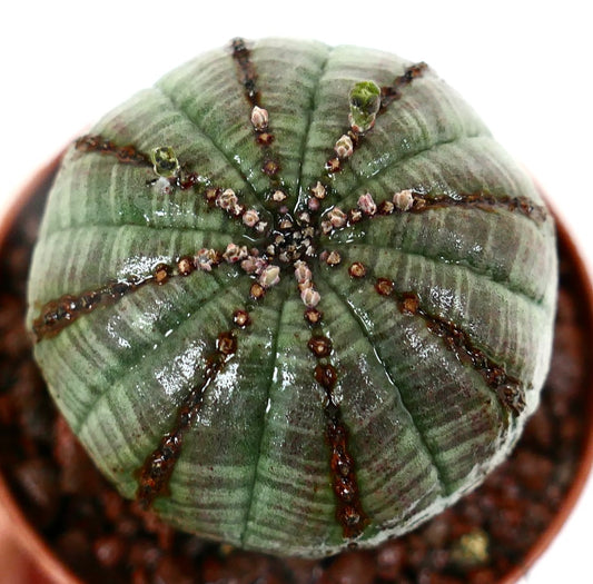 Euphorbia obesa sukkulent med grønt stripet mønster og små spede knopper på toppen