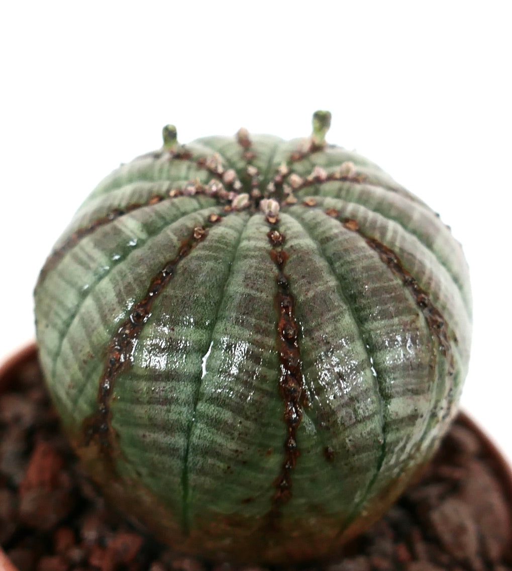 丸みを帯びた肋骨状の緑色の本体と小さな茶色のあれおれを持つユーフォルビア・オベサ多肉植物（鉢植え）