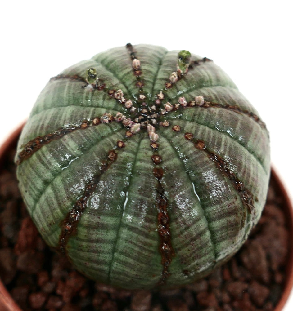 ユーフォルビア・オベサ 多肉植物 丸みを帯びた肋骨状の本体と小さな茶色のアレオーレを持つ鉢植え