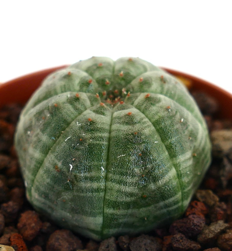 Euphorbia obesa succulent with green striped rounded star-shaped body and small orange areoles
