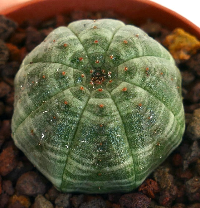 Euphorbia obesa succulent with green striped pattern and rounded star-shaped form