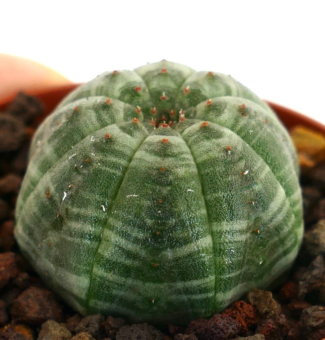 Euphorbia obesa succulent with green striped pattern and rounded star-shaped form