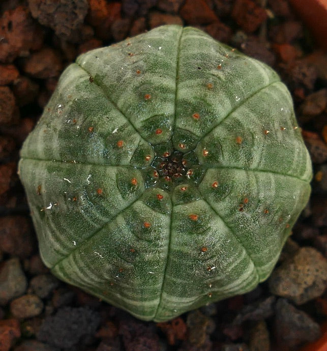 Euphorbia obesa succulent with green striped ribs and small orange areoles on rocky soil