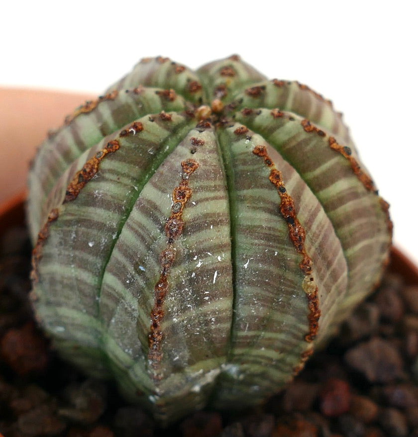 Suculenta Euphorbia obesa con cuerpo estriado en verde y pequeñas aréolas marrones