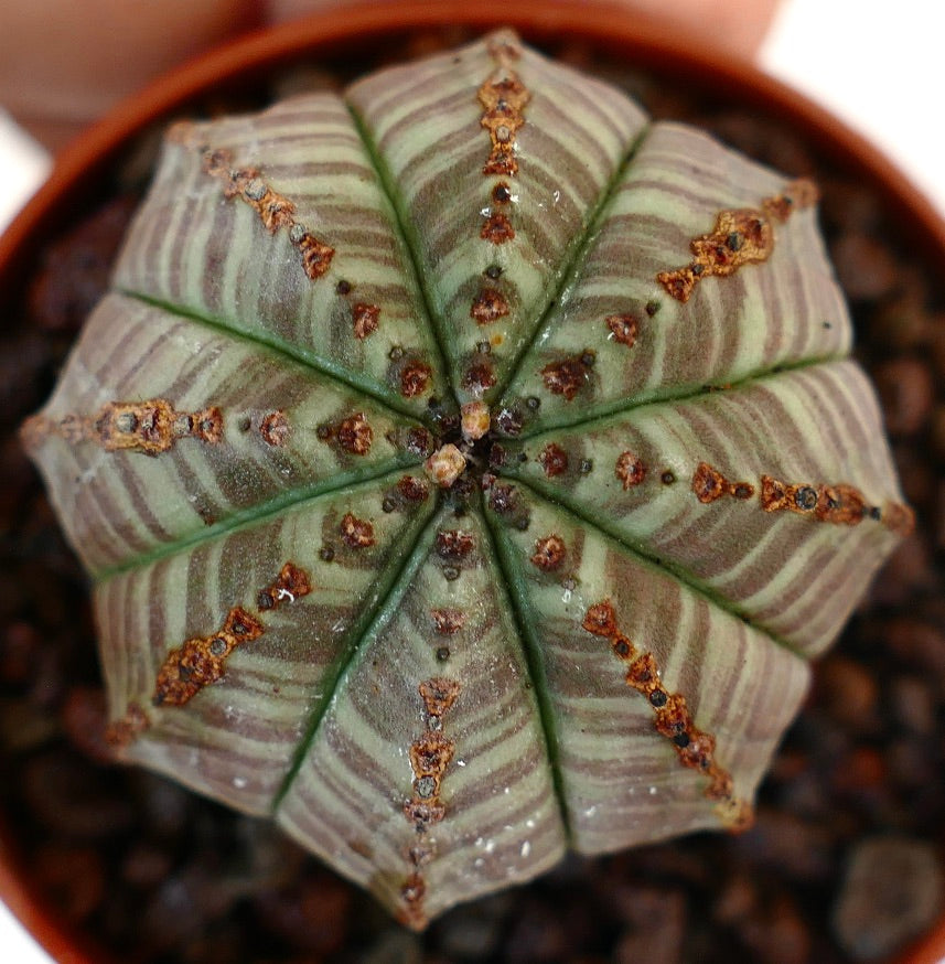 Suculenta Euphorbia obesa con marcas variegadas rayadas verdes y superficie texturizada