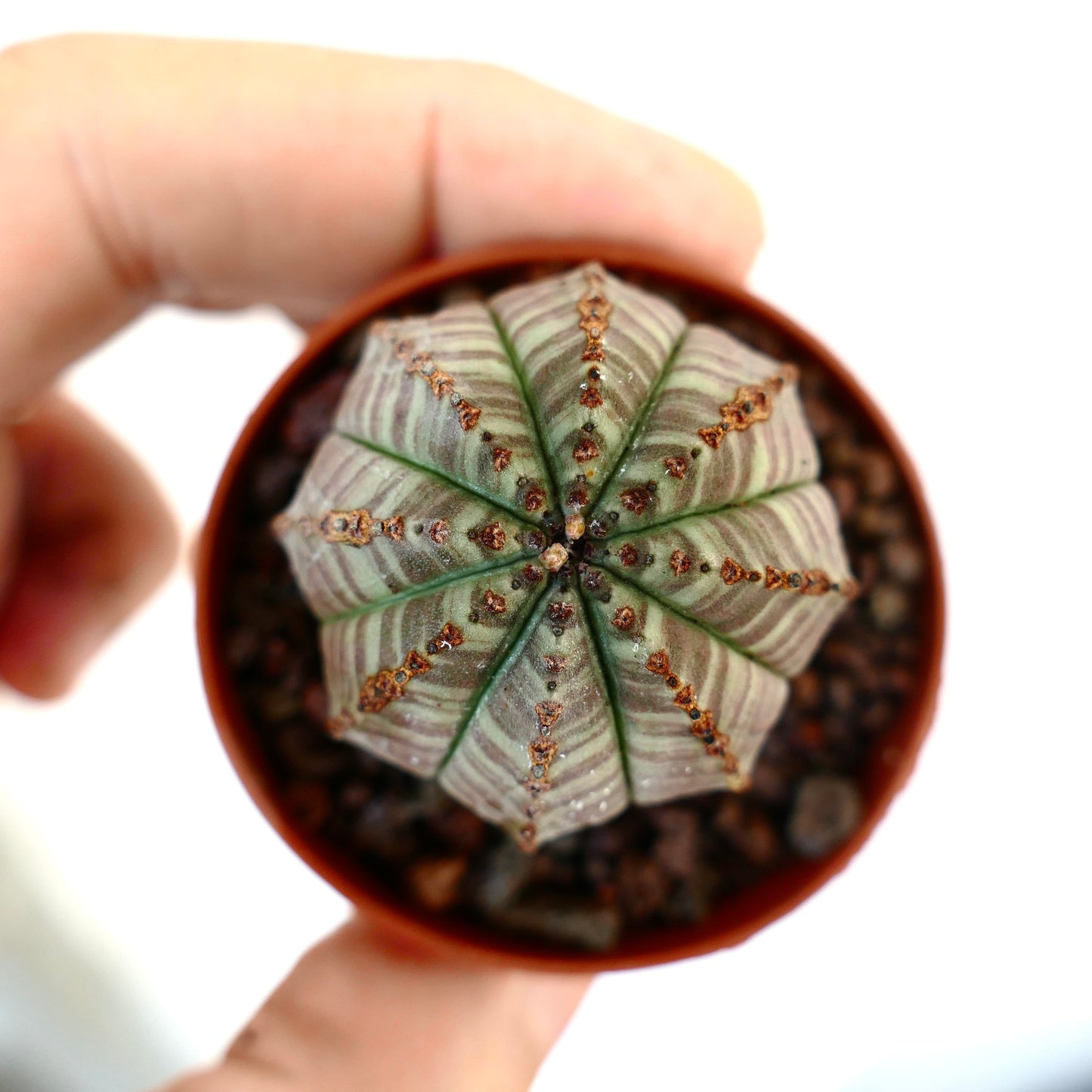 Euphorbia obesa suculenta cactus con patrón de rayas verdes y crestas texturizadas en maceta pequeña