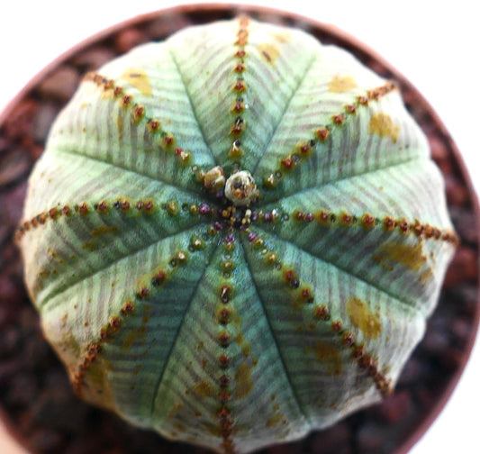 Euphorbia obesa cacto suculento com cristas arredondadas e manchas acastanhadas na superfície verde