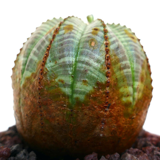 Suculenta Euphorbia obesa com superfície texturada variegada verde e castanha e estrutura estriada