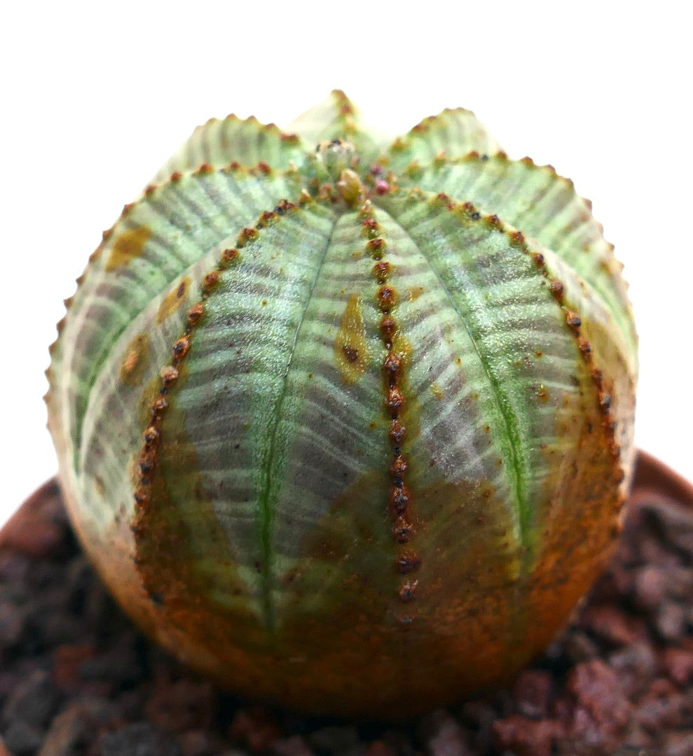 Euphorbia obesa succulent with rounded ribbed body and brownish variegated patches