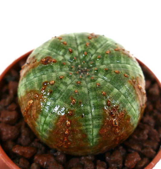 丸みを帯びた形状と緑色の表面に茶色の模様があるユーフォルビア・オベサ多肉植物