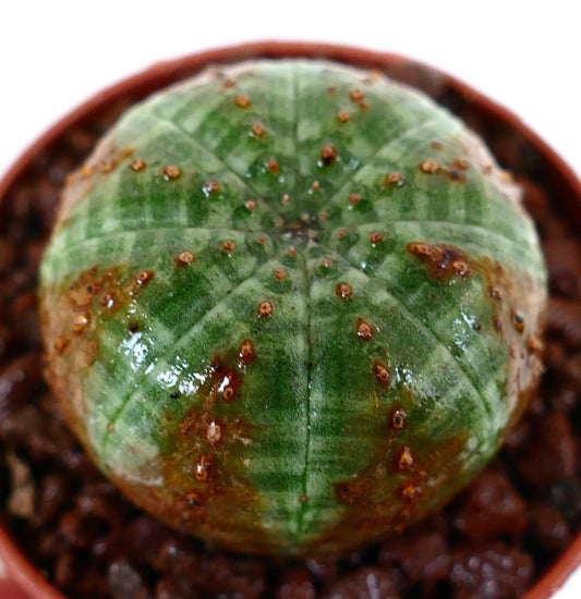 鉢植えの緑色の縞模様と茶色の斑点があるユーフォルビア・オベサ多肉サボテン