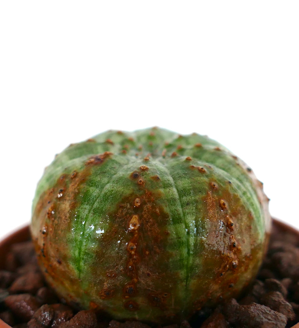 둥근 모양과 녹색 표면에 갈색 무늬가 있는 유포르비아 오베사 다육 식물