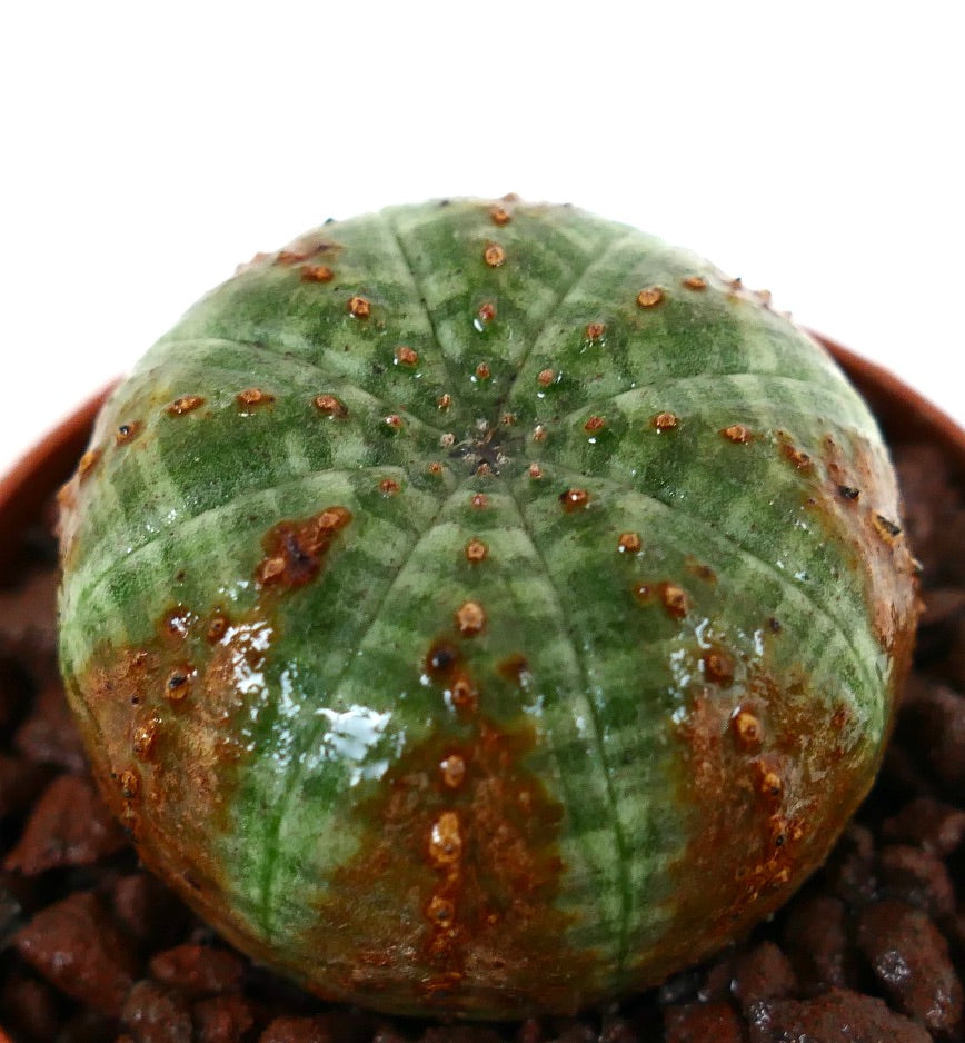 에우포르비아 오베사 다육식물, 녹색 줄무늬 패턴과 갈색 질감 무늬 포함